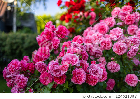 Beautiful pink roses on a background of green leaves. In this enchanting video, you'll be captivated by the mesmerizing beauty of delicate pink roses in full bloom. 124021398