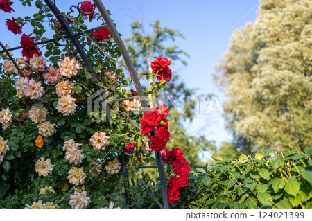 A vibrant rose garden in full bloom with red, pink, yellow, and orange roses. Lush green foliage surrounds the flowers, while a clear blue sky and trees create a beautiful, serene summer backdrop. 124021399