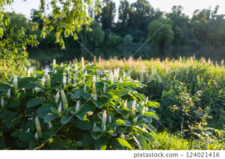 A vibrant garden scene with lush green plants and tall white flower spikes, set against a soft-focus background of trees, a calm body of water, and distant houses in warm sunlight. A vibrant garden scene with lush green plants and tall white flower spikes, set against a soft-focus background of trees, a calm body of water, and distant houses in warm sunlight. 124021416