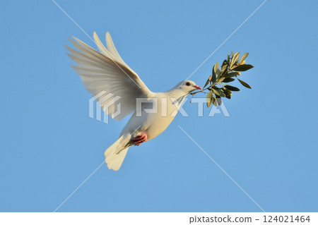 A white dove holding an olive branch in its beak, flying against a soft, clear sky 124021464