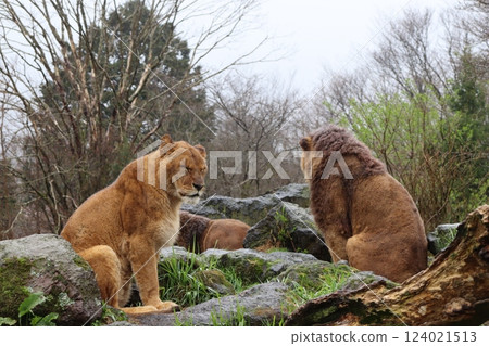 Lions living in a safari park Lions living in a safari park 124021513