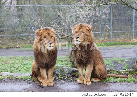 Lions staring at each other Lions staring at each other 124021514