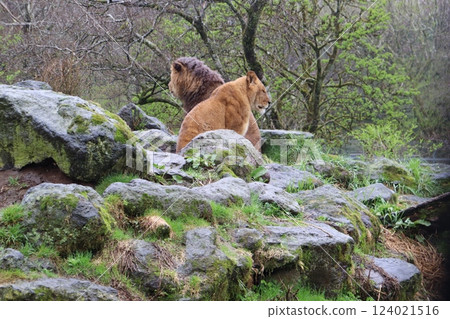 獅子爬上岩石 124021516