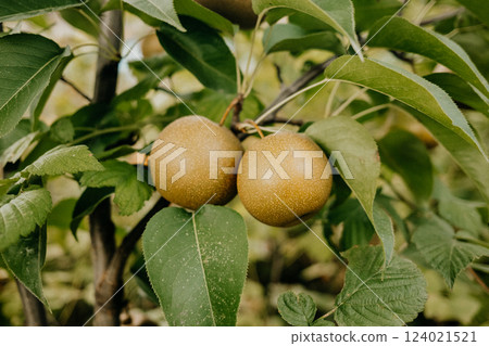 Nashi Pyrus pyrifolia - ripe asian Japanese Chinese pears hanging tree in garden Nashi Pyrus pyrifolia - ripe asian Japanese Chinese pears hanging tree in garden 124021521