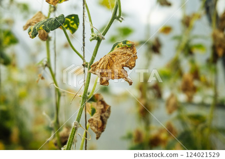 Spoiled Cucumber Branches Affected By Phytophthora In Greenhouse. Late Blight 124021529