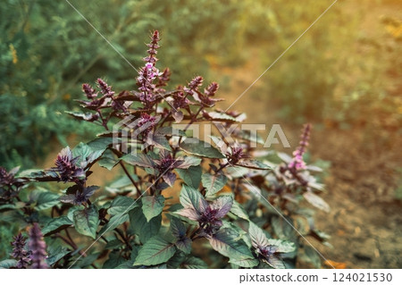 Flowering Purple Basil Plant Growing In Home Garden. Fresh Leaves Of Genovese Flowering Purple Basil Plant Growing In Home Garden. Fresh Leaves Of Genovese 124021530