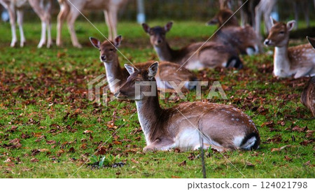Fallow deer resting in a green meadow surrounded by autumn leaves under a cloudy sky Fallow deer resting in a green meadow surrounded by autumn leaves under a cloudy sky 124021798