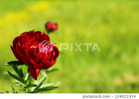 Beautiful soft bright red peony flowers close up in the garden on a sunny summer day Beautiful soft bright red peony flowers close up in the garden on a sunny summer day 124021914