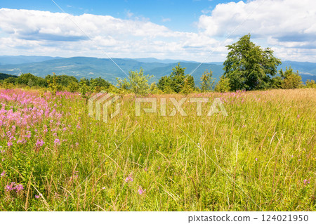 mountain landscape with fireweed flower. outdoor nature in summer under blue sky. forest in the background behind field of grass. green travel scenery with meadow and scenic view on a bright day 124021950