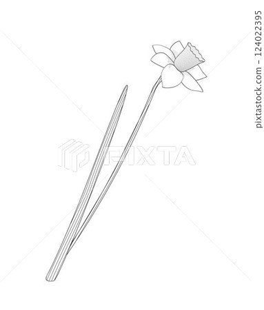 one daffodil flower black and white vector illustration one daffodil flower black and white vector illustration 124022395