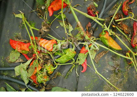 Drought pepper field dry bio green capsicum annuum foil soil clima jalapeno farm catastrophe disaster red ripe grow fresh plant plantation chile detail close-up land with bell sweet vegetable Europe Drought pepper field dry bio green capsicum annuum foil soil clima jalapeno farm catastrophe disaster red ripe grow fresh plant plantation chile detail close-up land with bell sweet vegetable Europe 124022600