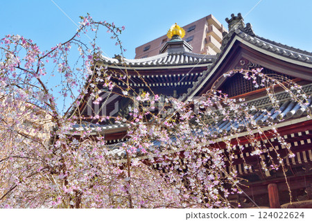 朝法寺的垂枝櫻花 朝法寺的垂枝櫻花 124022624