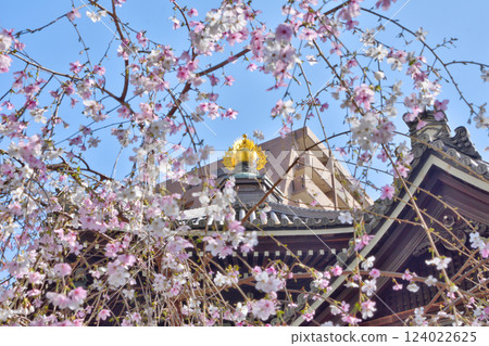 朝法寺的垂枝櫻花 朝法寺的垂枝櫻花 124022625