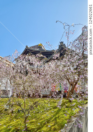 朝法寺的垂枝櫻花 朝法寺的垂枝櫻花 124022661