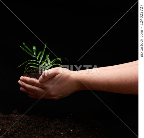 Hand holding a young plant with soil on a black background 124022727