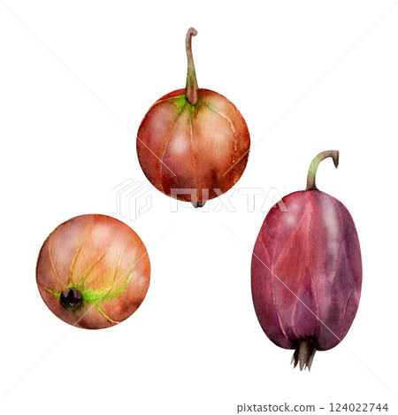 Gooseberry Currant fruit hand drawn in watercolor, garden berry huckleberry juneberry casseille jostaberry. Botanical isolated closeup illustration. Restaurant cafe menu, farmers market, organic food 124022744