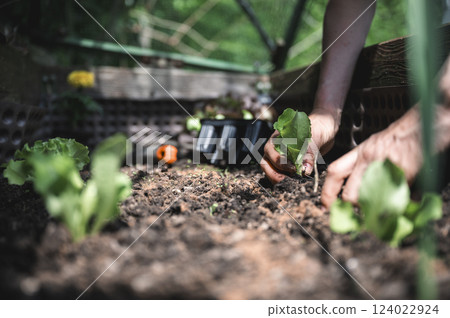 Planting seedling in a garden Planting seedling in a garden 124022924