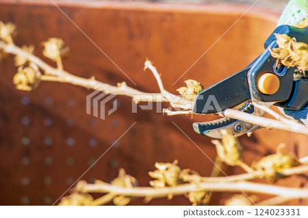 Trimming hibiscus syriacus. Pruning branches and pruning trees in the village. 124023331