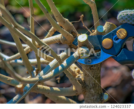 Gardening in early spring. Pruning tree branches with scissors. Trimming hibiscus syriacus. 124023337