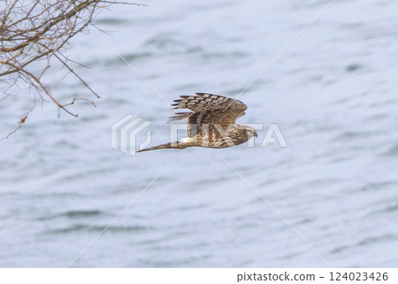 A female northern harrier soaring over the riverbed A female northern harrier soaring over the riverbed 124023426
