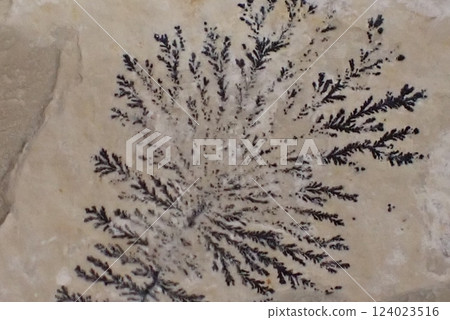 Close-up of Shinobu stone Close-up of Shinobu stone 124023516