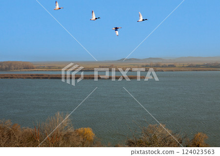 Wild ducks flying over Danube river banks in Romania. Wild ducks flying over Danube river banks in Romania. 124023563