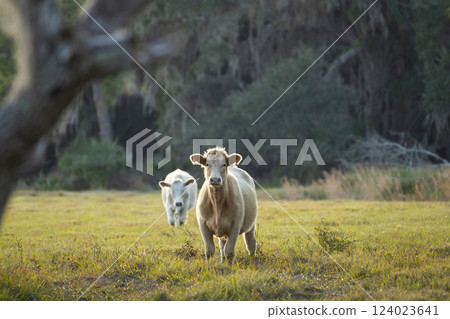 Milk cows grazing on green farm pasture on summer day. Feeding of cattle on farmland grassland Milk cows grazing on green farm pasture on summer day. Feeding of cattle on farmland grassland 124023641