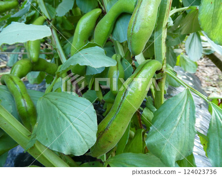 家庭花園中種植的蠶豆田的照片 124023736