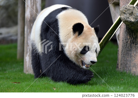 散步時的綾濱 散步時的綾濱 124023776