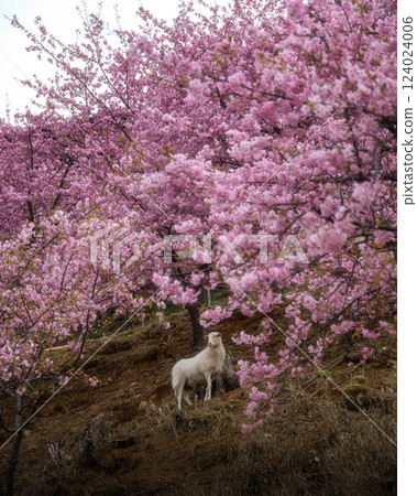 茨城縣櫻川市天引觀音的河津櫻花和自由漫步的山羊 茨城縣櫻川市天引觀音的河津櫻花和自由漫步的山羊 124024006