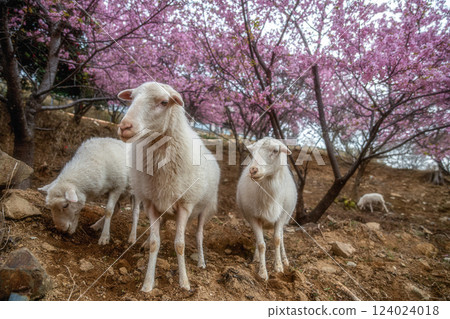 茨城縣櫻川市天引觀音的河津櫻花和自由漫步的山羊 124024018