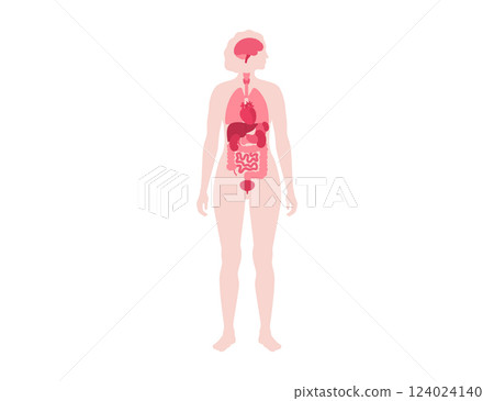 Human internal organs 124024140