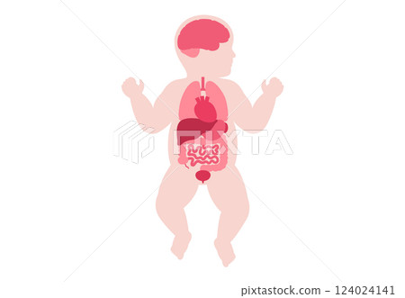 Human internal organs 124024141