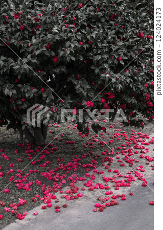 Camellia red flower Partial color Camellia red flower Partial color 124024173