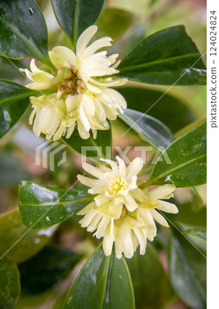 Spring mugwort flowers 124024824