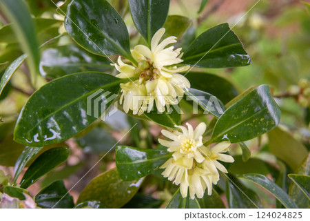 Spring mugwort flowers 124024825