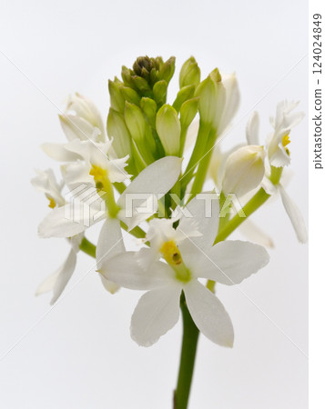 白石竹花 白石竹花 124024849