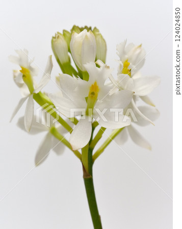 白石竹花 白石竹花 124024850