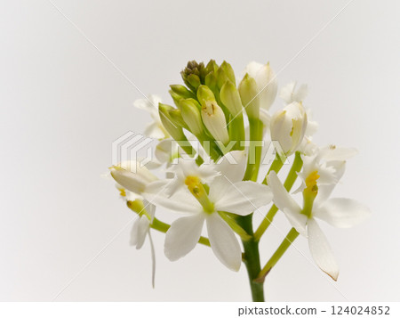 白石竹花 124024852