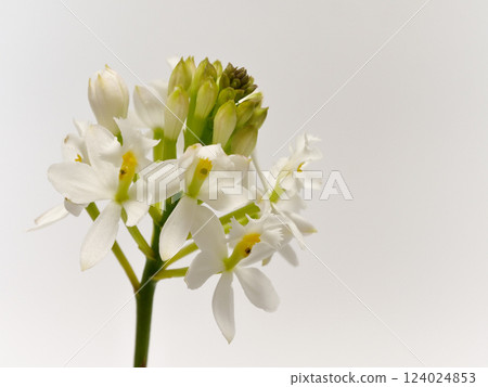 White epidendrum flower 124024853
