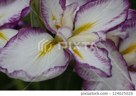 The gorgeous flower shape is eye-catching. The gorgeous flower shape is eye-catching. 124025028