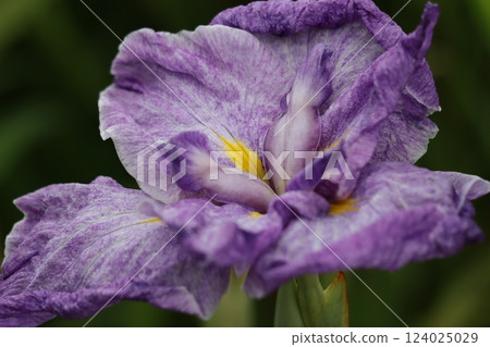 The gorgeous flower shape is eye-catching. The gorgeous flower shape is eye-catching. 124025029