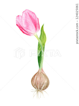Pink tulip bulb flower and a leaf watercolor illustration isolated on white. Hand painted flower. High quality clip art perfect for mother's day, women's day cards, posters, seed packages, decor 124025061