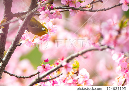Medicine sucking honey from Kawazu cherry tree 124025195