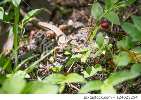 A lizard basking in the sunlight① A lizard basking in the sunlight① 124025254
