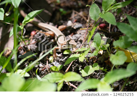 A lizard basking in the sunlight② A lizard basking in the sunlight② 124025255