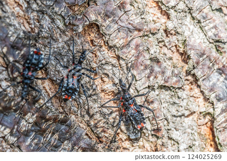 Assassin bug larva Assassin bug larva 124025269