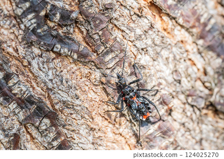 Assassin bug larva Assassin bug larva 124025270