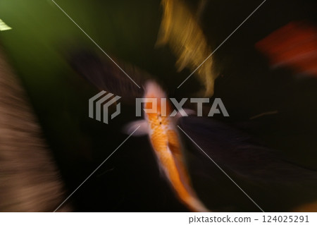 鯉魚在水面遊動 鯉魚在水面遊動 124025291