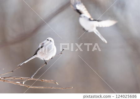 Shimaenaga 124025686